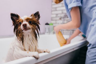 Pet Grooming and Pet Sitting Insurance in Mechanicsburg, PA by Insurance Freedom Associates