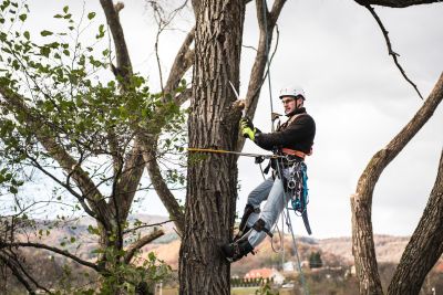 Tree Trimming Insurance in Mechanicsburg, PA by Insurance Freedom Associates